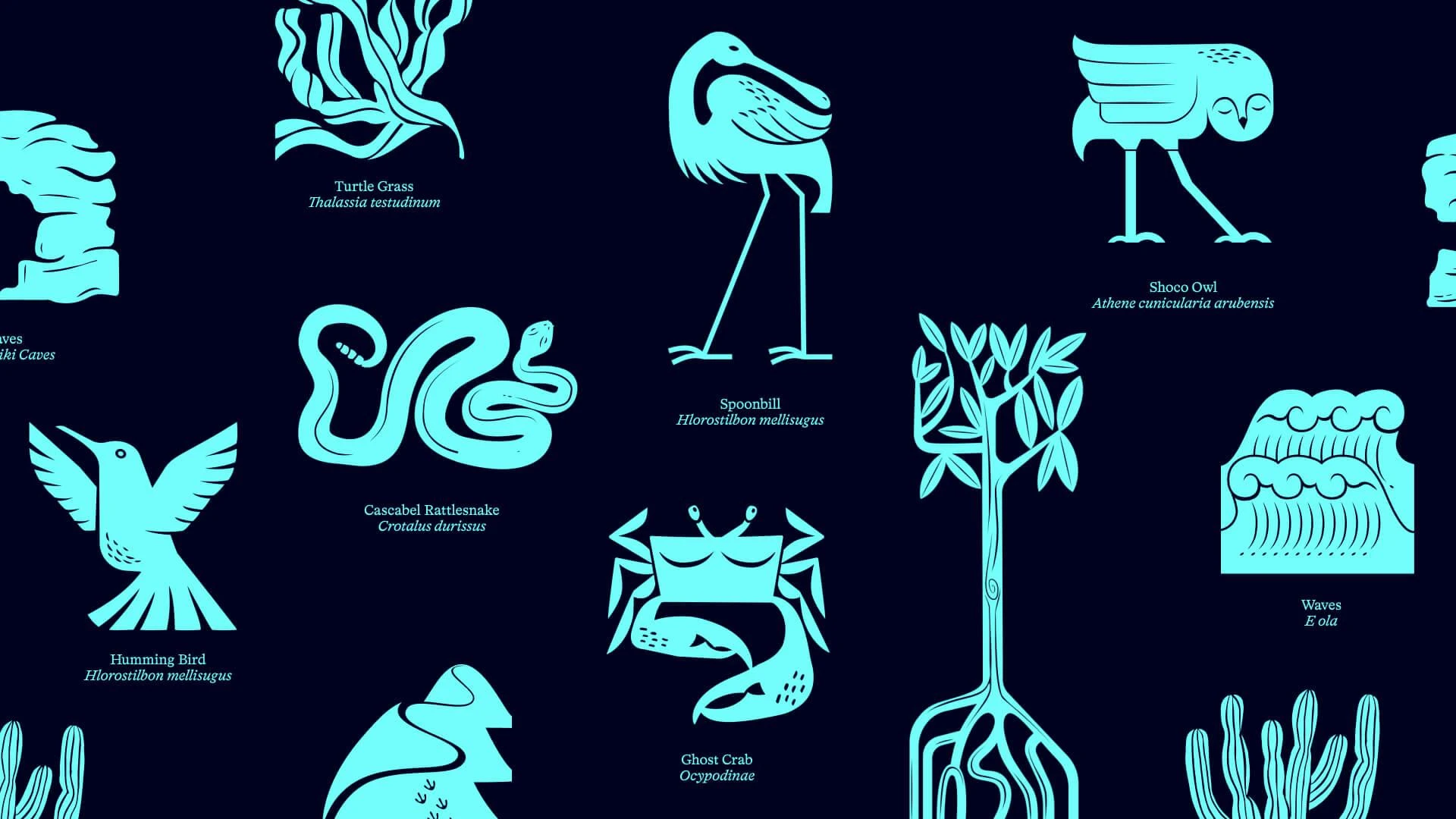 Aruba Conservation Foundation