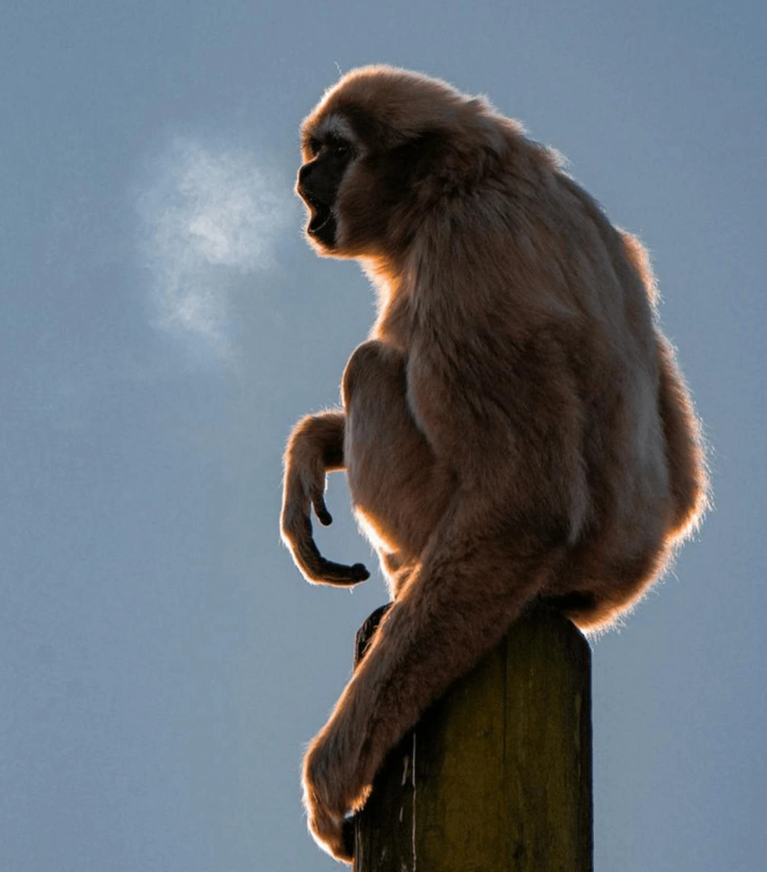 Chester Zoo