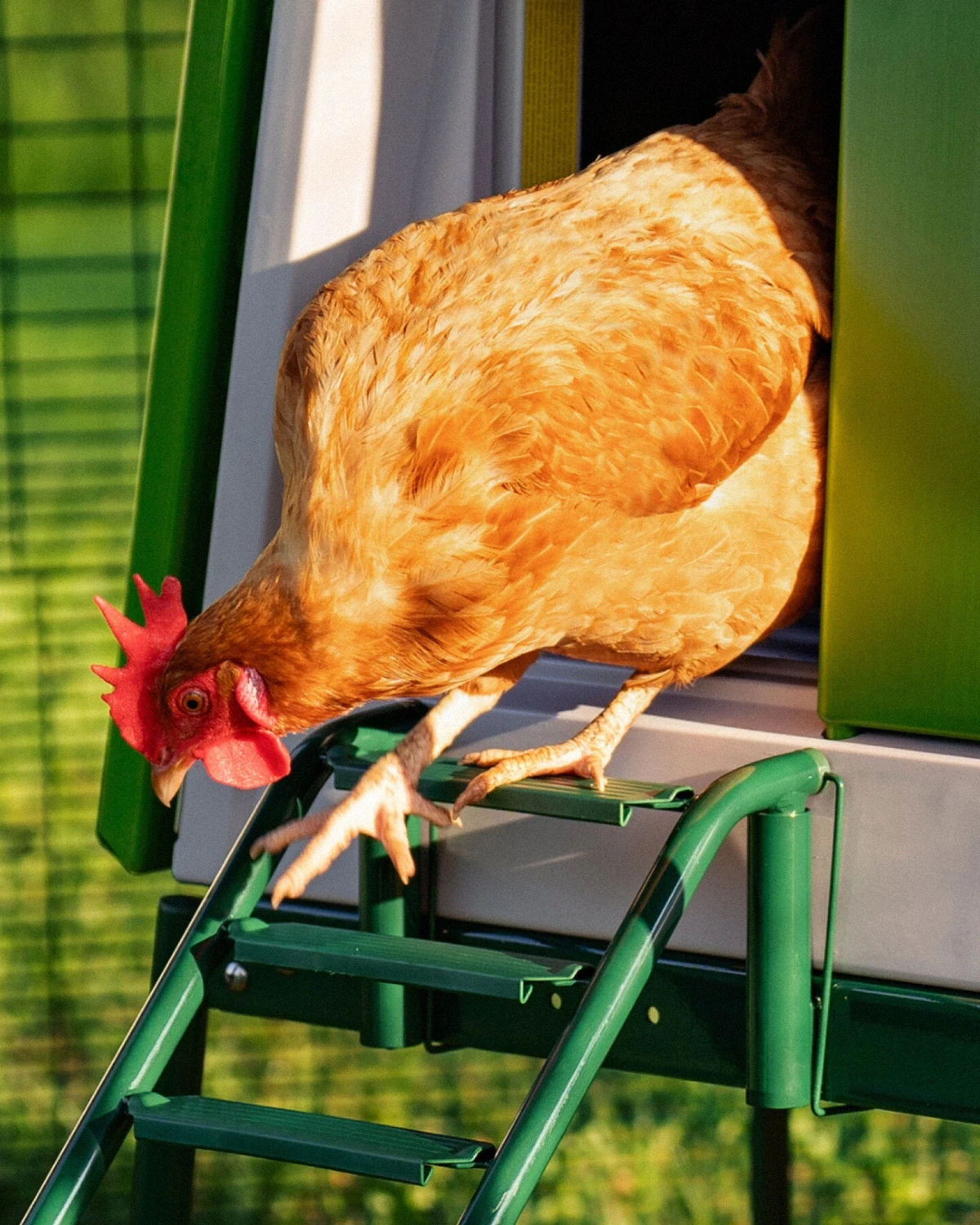 Omlet