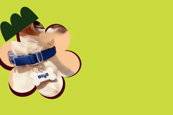 Digs Dog Care