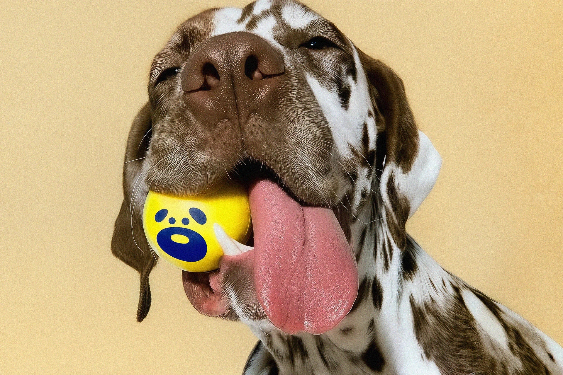 Digs Dog Care